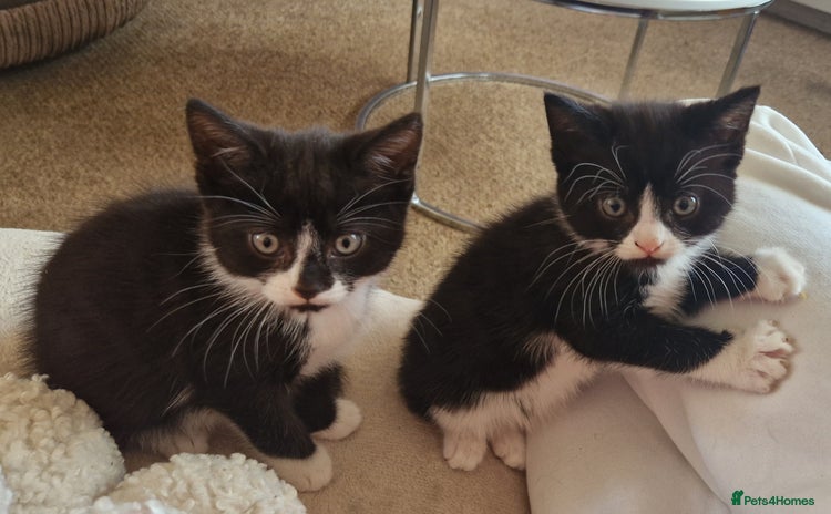 Mixed Breed cats - Advert 3