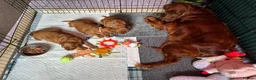 Irish Setter dogs for sale: Irish Setter Puppy - Advert 15
