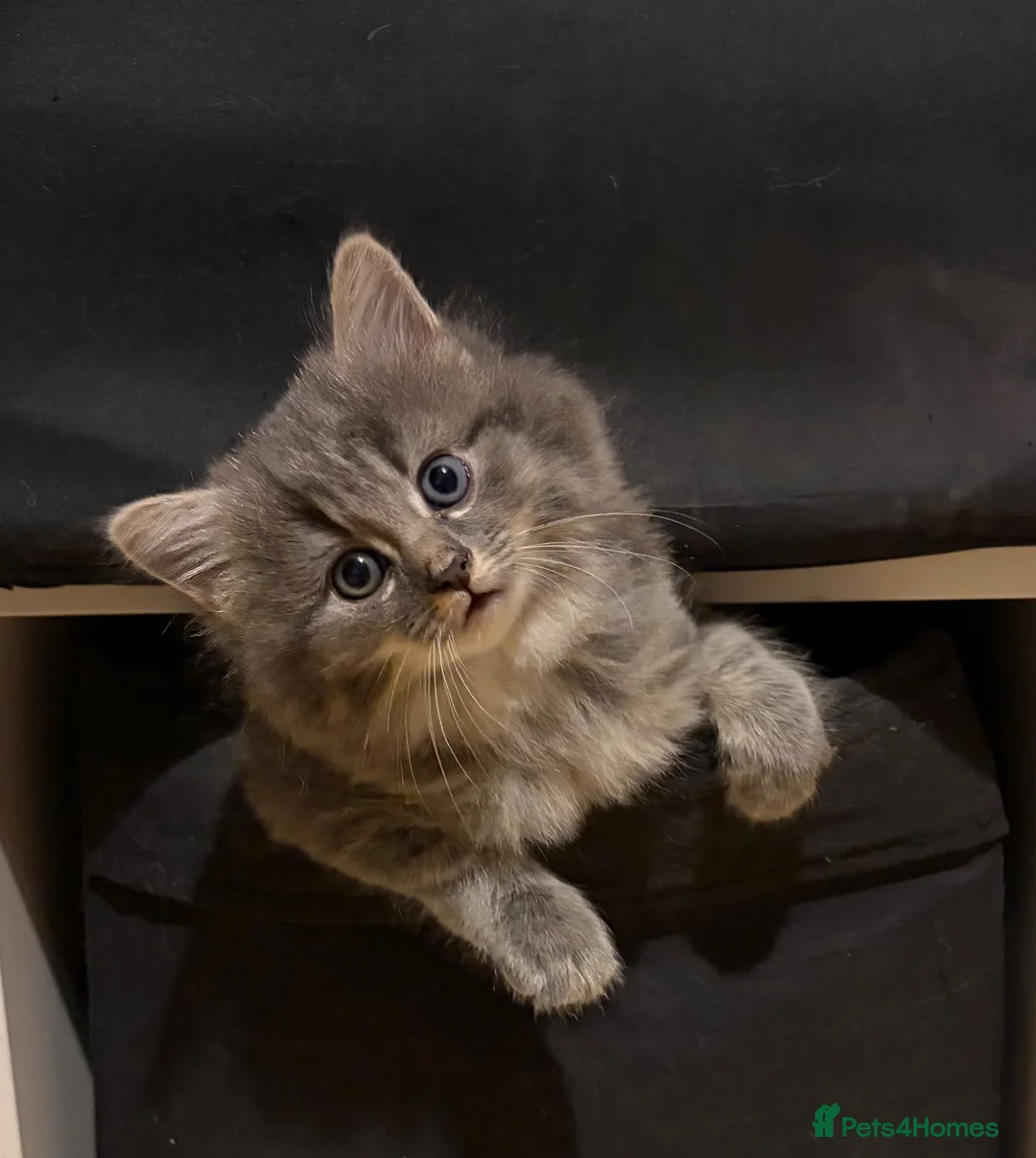 Mixed Breed cats for sale: Boy & girl  - Advert 2