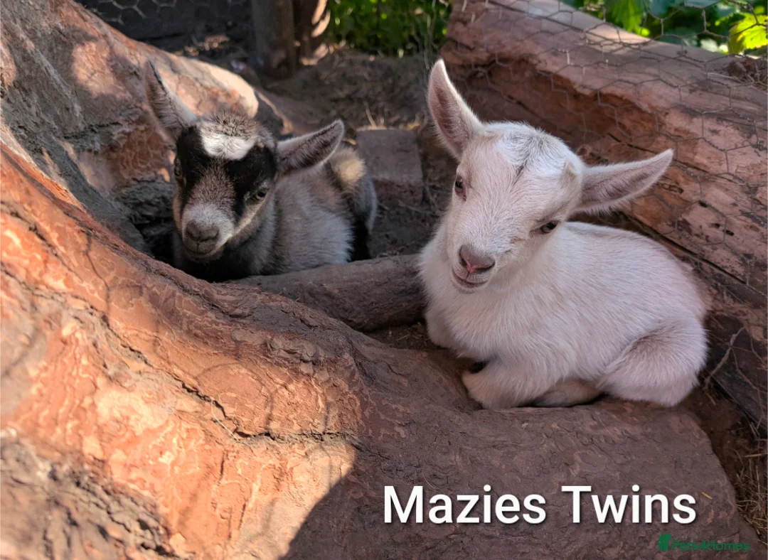 Goats livestock for sale: Pygmy Goats for sale  in Salisbury - Advert 2