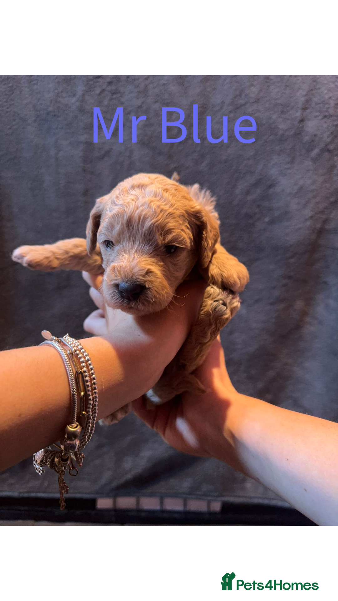 Australian Labradoodle dogs for sale: Extensively health tested Austrailian Labradoodles - Advert 13