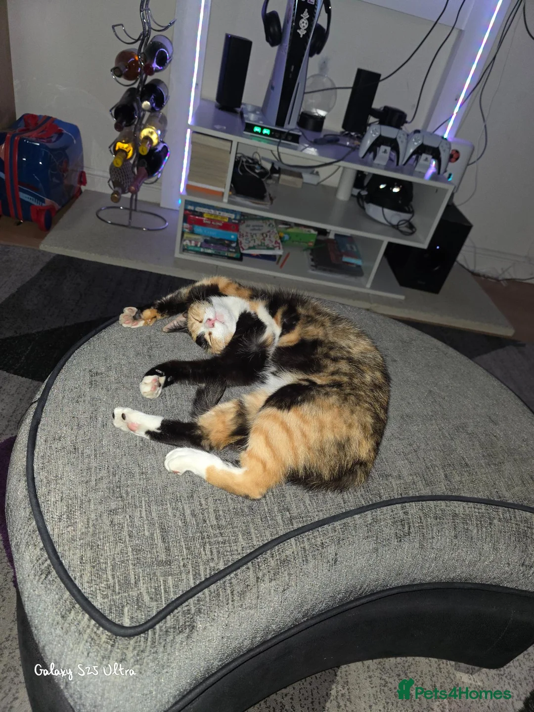 Domestic Shorthair cats for sale: Domestic in Wolverhampton - Advert 1