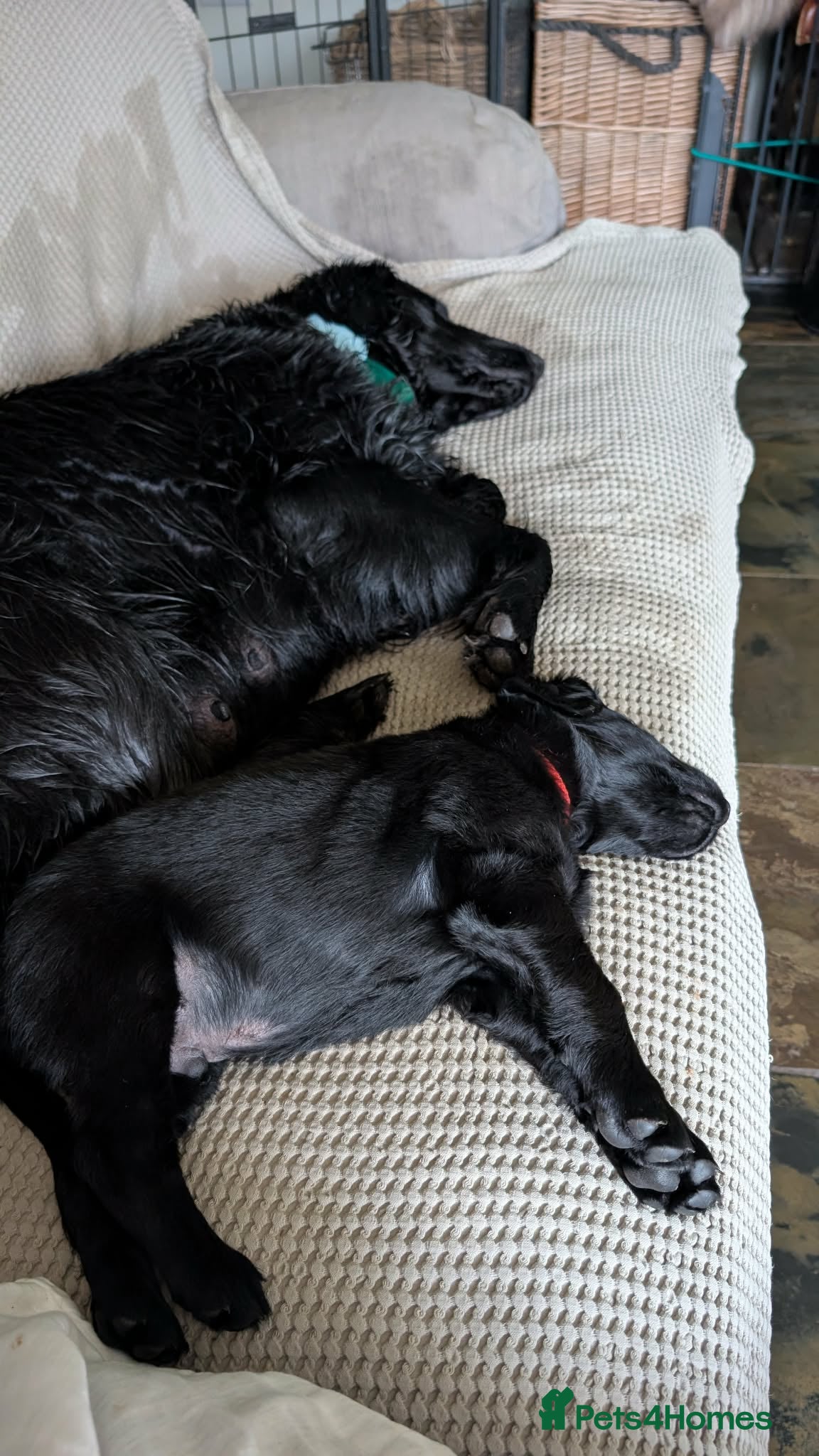 Flat coated Retriever dogs Flat Coated Retrievers - Advert 2