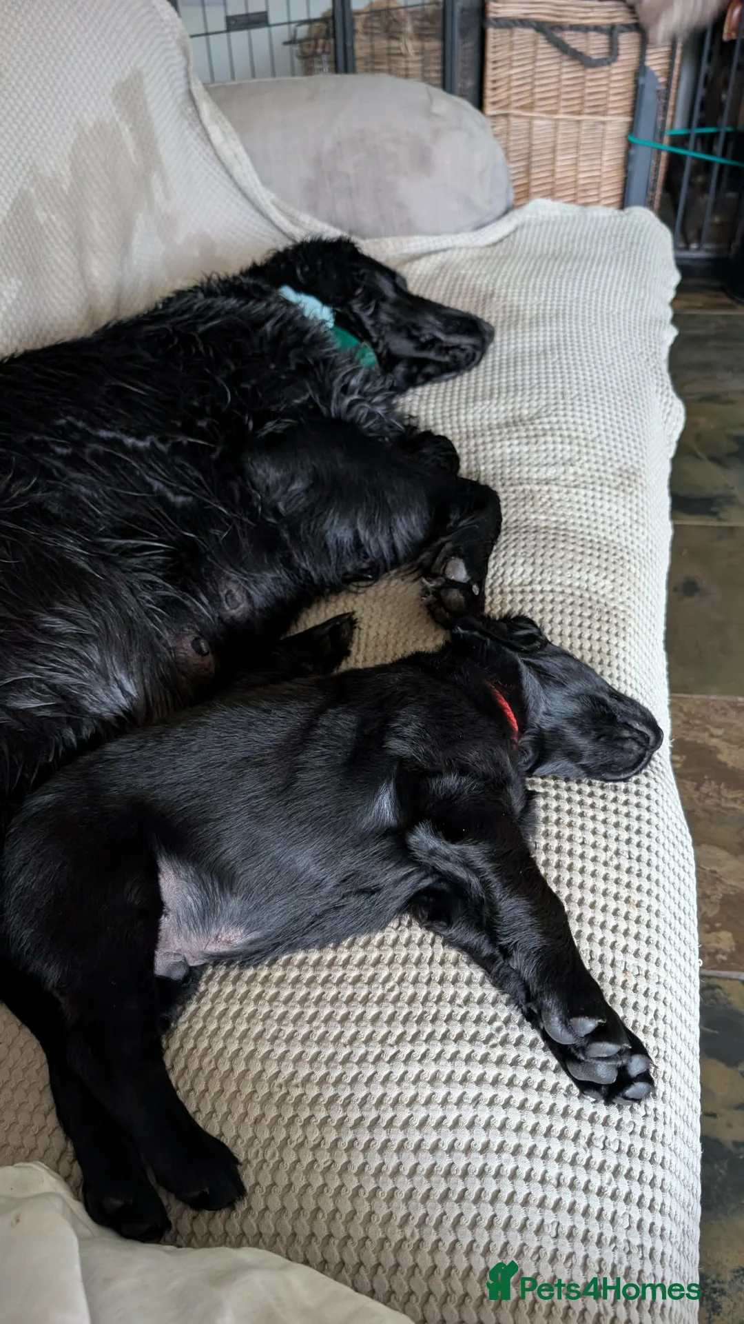 Flat coated Retriever dogs for sale: Flat Coated Retrievers in Insch - Advert 2