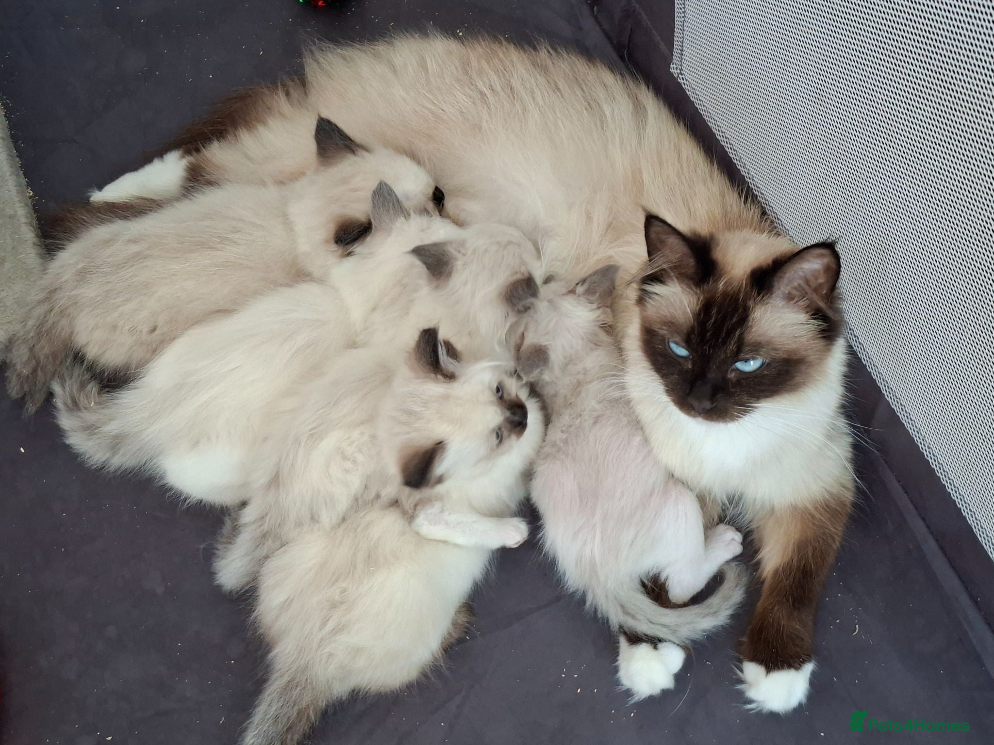 Ragdoll cats Stunning Ragdoll Kittens.  - Advert 1