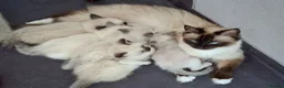 Ragdoll cats for sale: Stunning Ragdoll Kittens.  in Ilminster - Advert 1