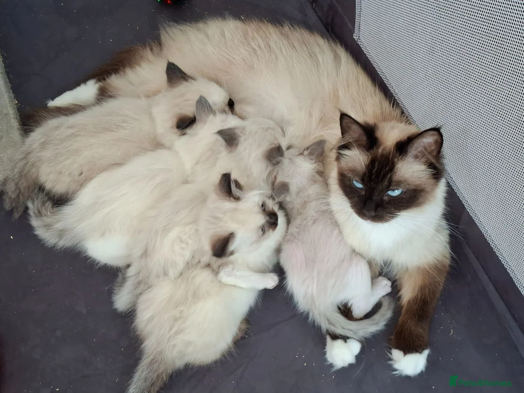 Ragdoll cats for sale: Stunning Ragdoll Kittens.  in Ilminster - Advert 1