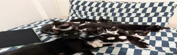 Mixed Breed cats for sale: 7 Adorable Kittens Looking for Loving Homes - Advert 11