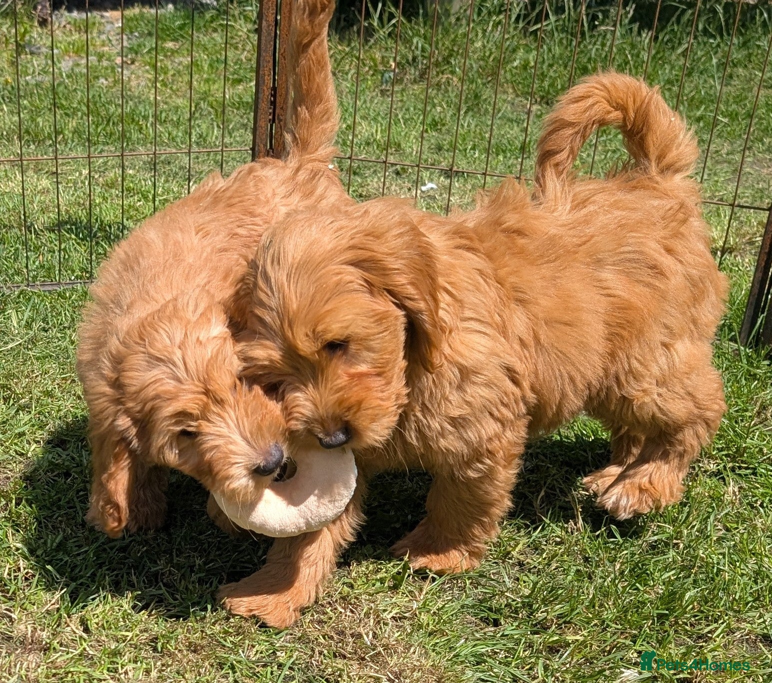 Cockapoo dogs Quality F1 Cockapoo puppies, Health tested parents - Advert 1