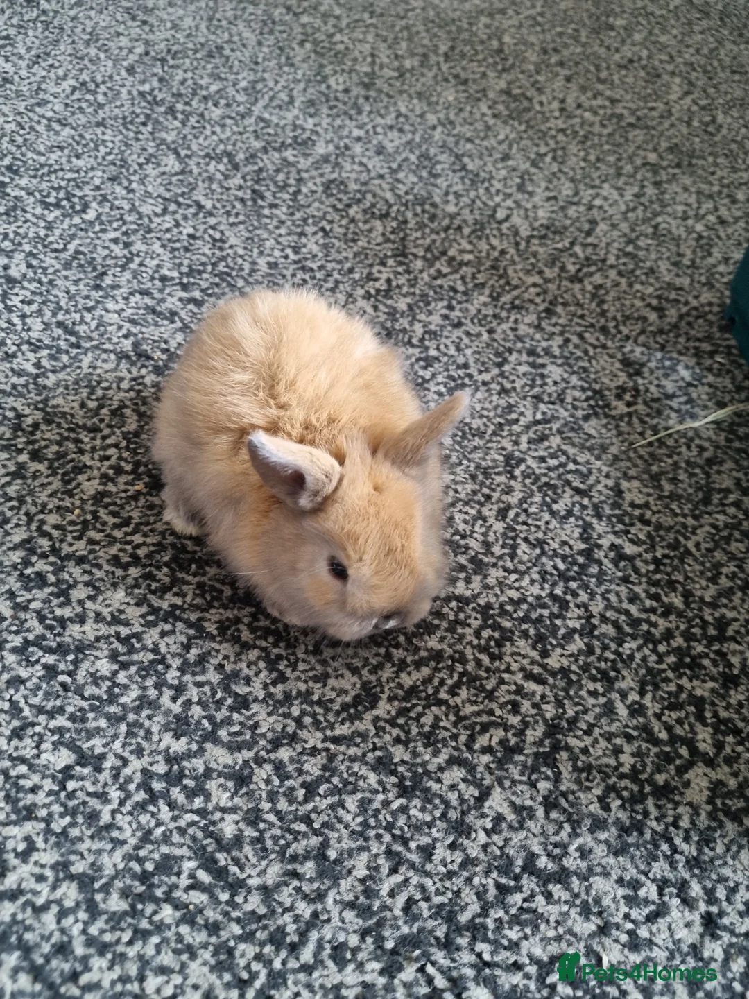 Dwarf Lop rabbits for sale: Dwarfs baby rabbits  - Advert 2