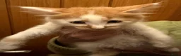 Maine Coon cats for sale: Gorgeous Maine Coon kittens looking for homes - Advert 7