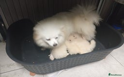 Pomeranian dogs for sale: Pomeranian puppies - Image 1