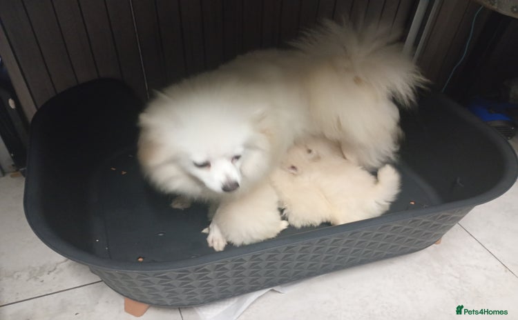 Pomeranian dogs - Advert 3