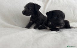 Bedlington Terrier dogs for sale: F1 bedlington terrier x whippet puppies - Image 2