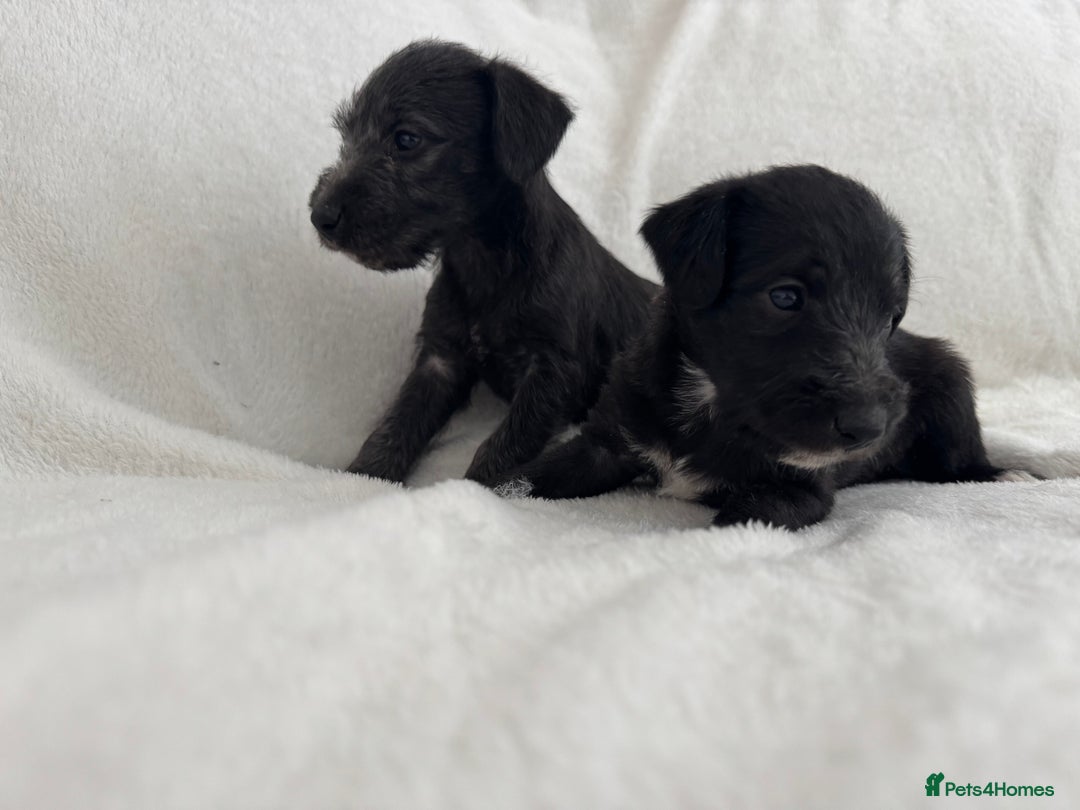 Bedlington Terrier dogs for sale: F1 bedlington terrier x whippet puppies - Image 2