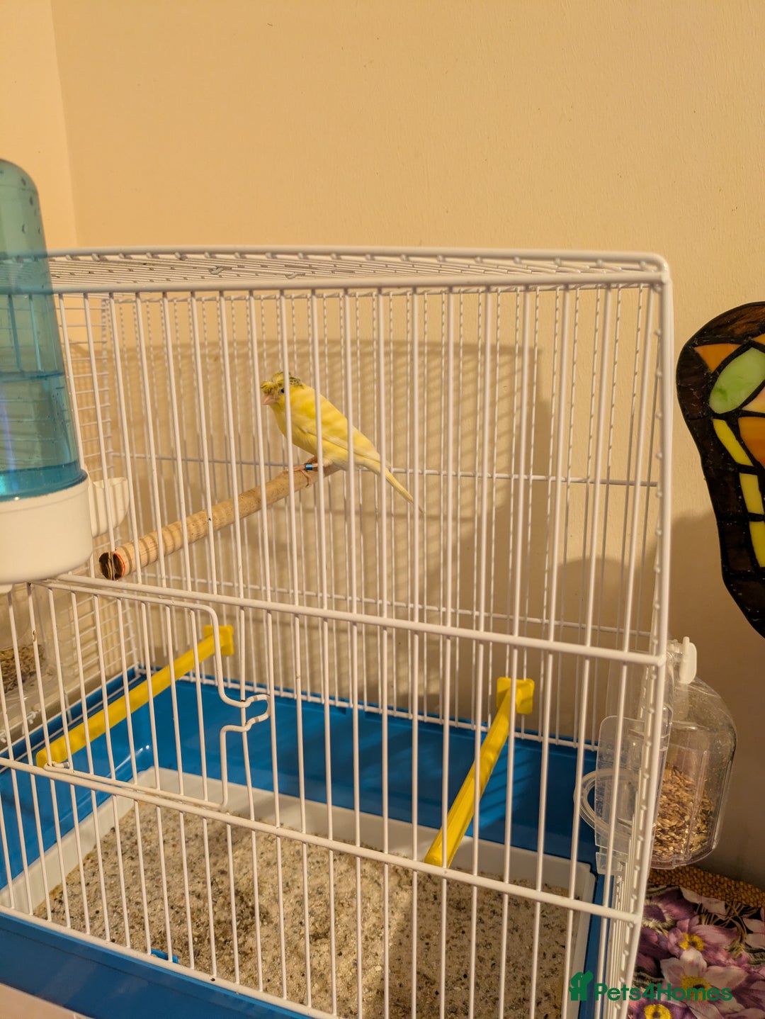 Canaries birds for sale: Pair of German Rhinelander canaries - Advert 6