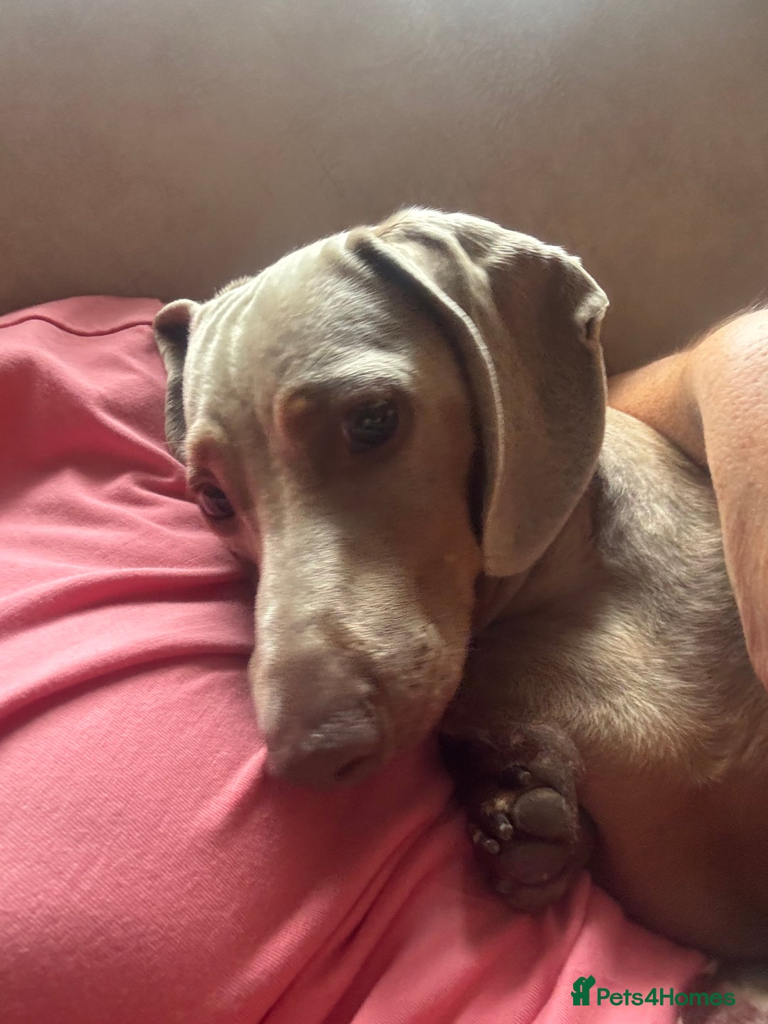 Miniature Dachshund dogs for sale: Digga - Advert 3