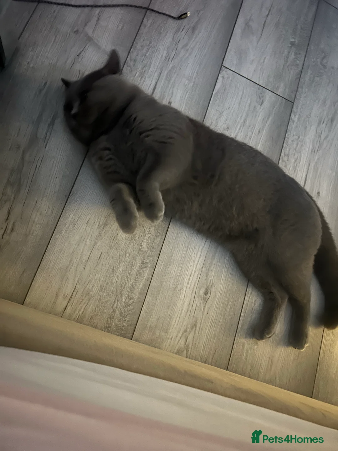 British Shorthair cats for stud: 🐈‍⬛ GIZZY THE STUD 🐈‍⬛ GCCF AND TICA REGISTERED  in Solihull - Advert 34