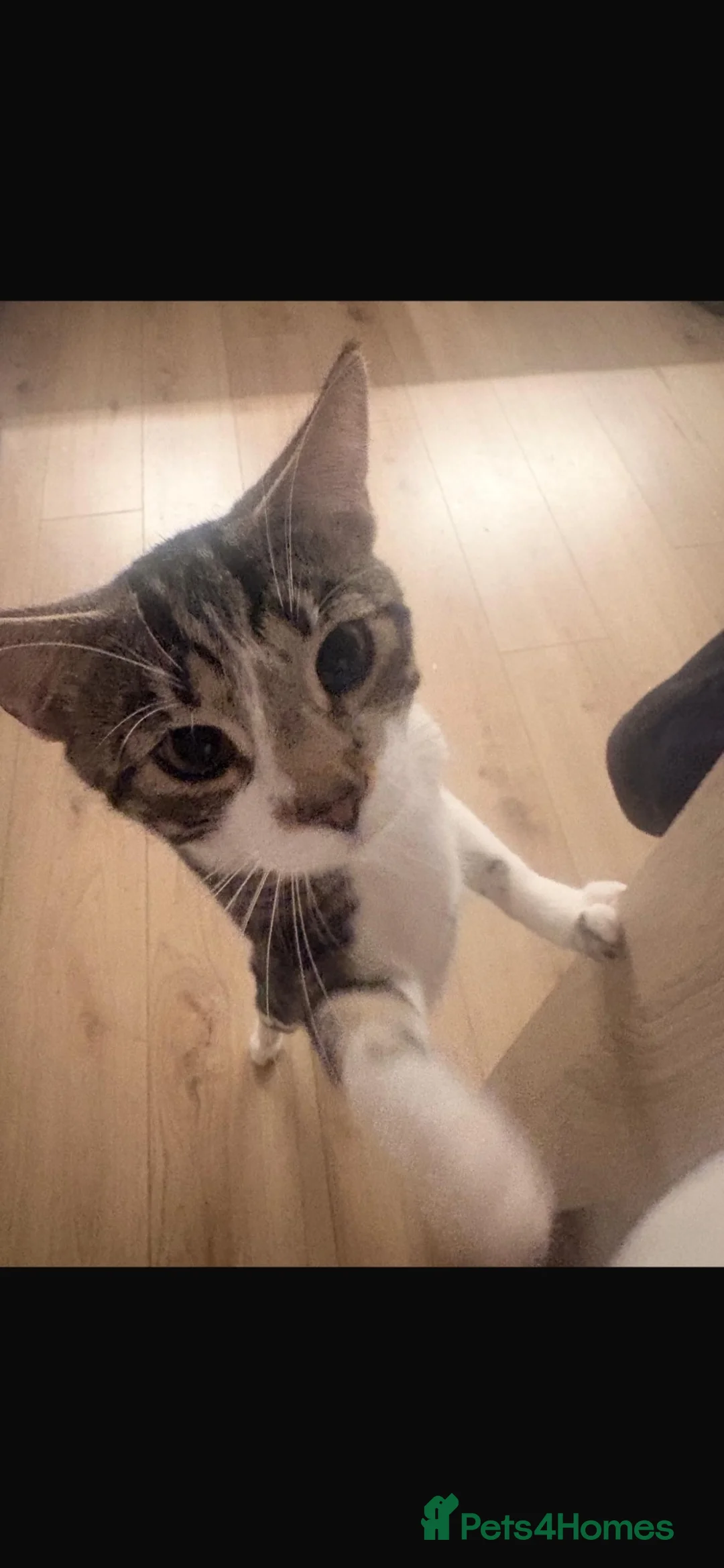 Mixed Breed cats for sale: Looking for a new forever home FREE in Bournemouth - Advert 2