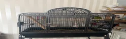 Parakeets birds for sale: Kakariki’s in Swadlincote - Advert 3