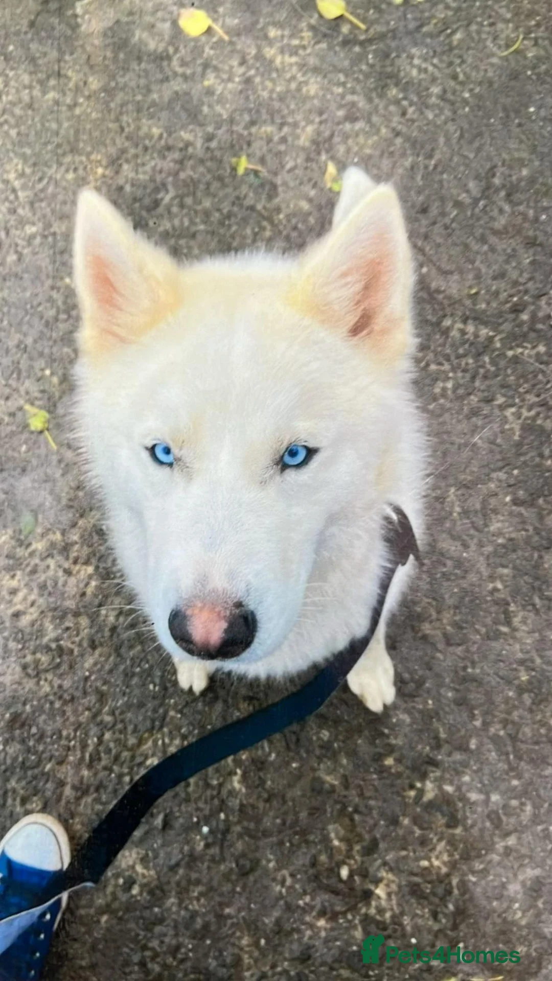 Mixed Breed dogs for sale: FRENSKY - French bulldog X Siberian Husky - Advert 8