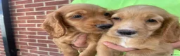 Cocker Spaniel dogs for sale: Outstanding d, n, a cocker spaniels in Bishop Auckland - Advert 7