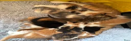 Mixed Breed cats for sale: Kittens for sale - Advert 3