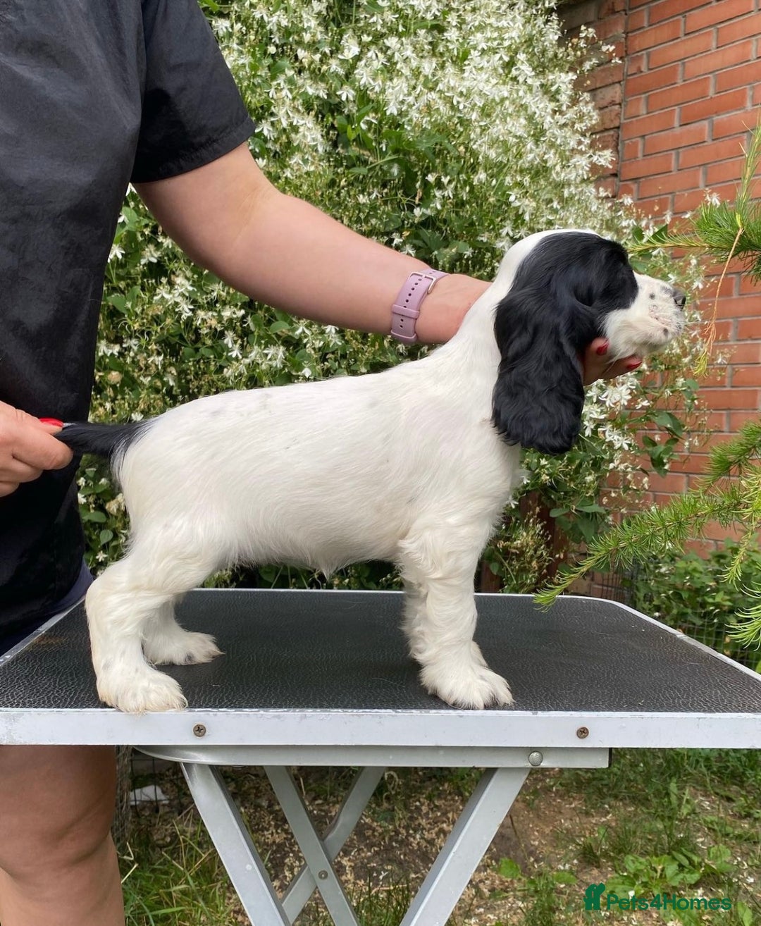 Cocker Spaniel dogs for sale: Show Line Cockers!!! - Image 2