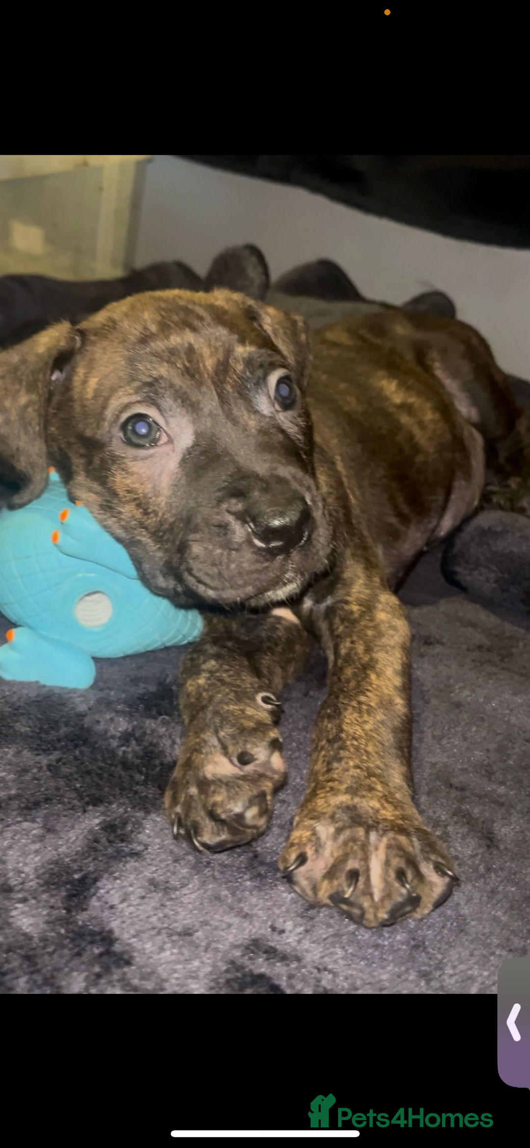 Presa Canario dogs for sale: Beautiful presa canario puppies!! - Advert 7