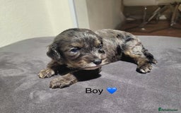 Cavapoo dogs for sale: Health tested cavapoos ready 8th december - Image 4