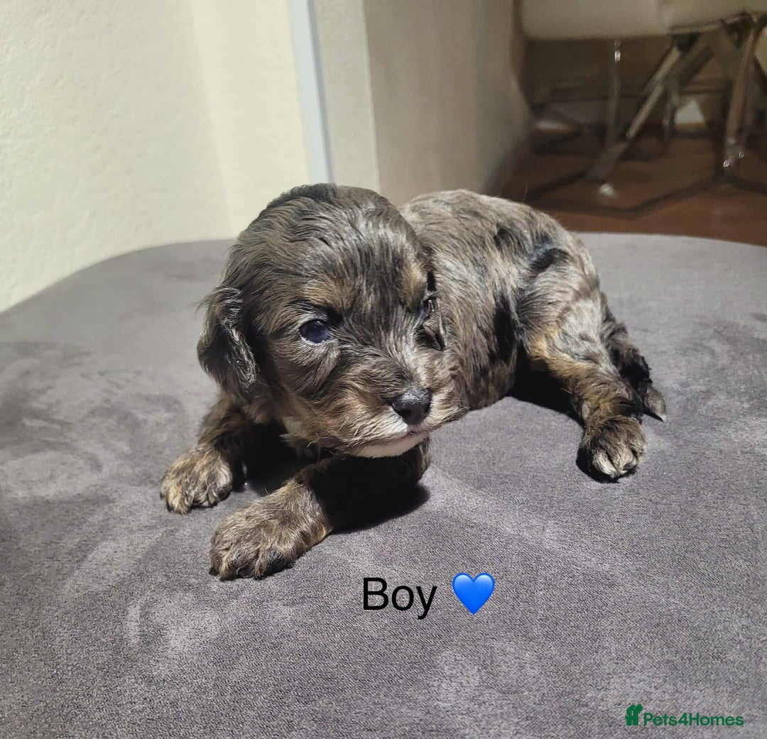 Cavapoo dogs for sale: Health tested cavapoos ready 8th december - Image 4