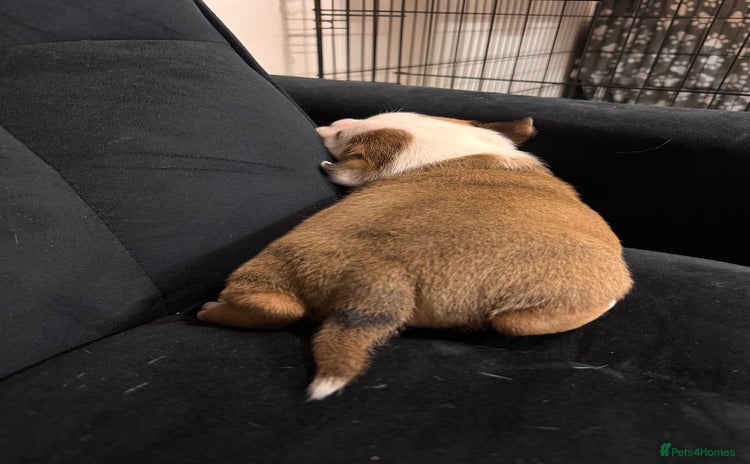 Staffordshire Bull Terrier dogs - Advert 2