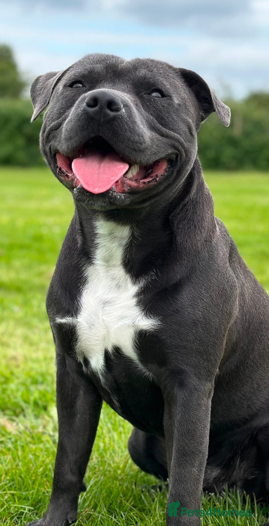 Staffordshire Bull Terrier dogs for stud: (ROCKY) rezevoire prince amond  - Image 2