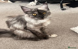 Maine Coon cats for sale: Un spayed Black smoke female Maine coon - Image 1