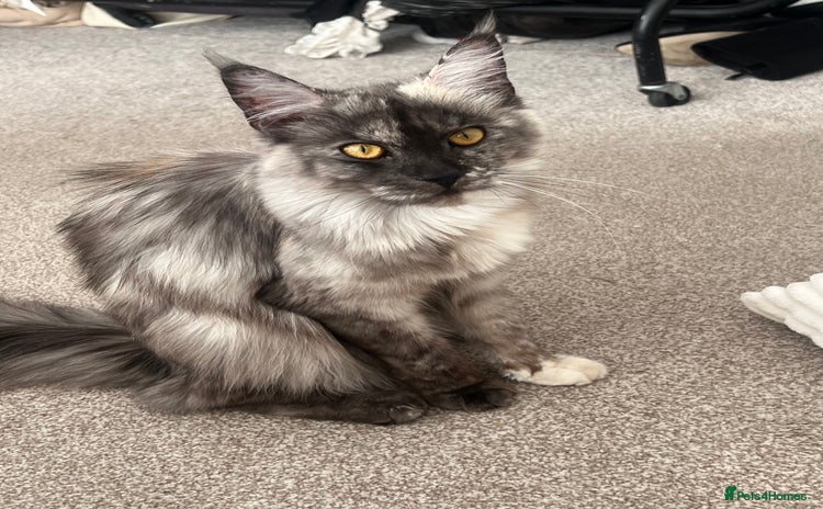 Maine Coon cats - Advert 7