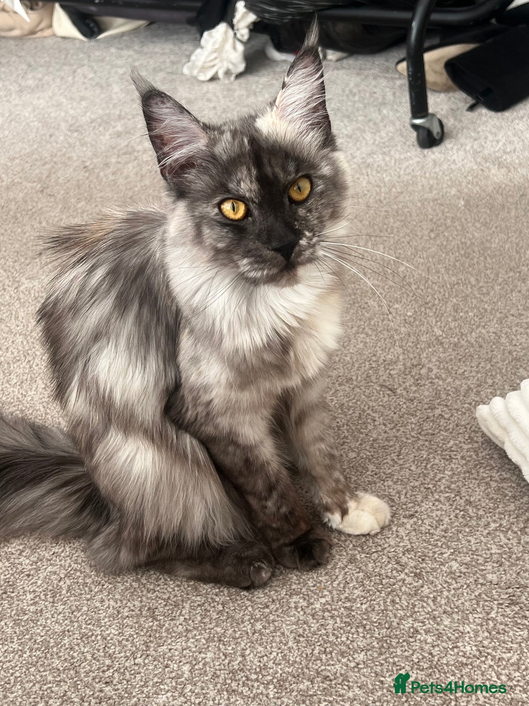 Maine Coon cats for sale: Un spayed Black smoke female Maine coon - Image 1