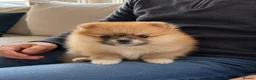 Pomeranian dogs for sale: 🐾 Beautiful Pomeranian Puppy 🐾 in Twickenham - Advert 4