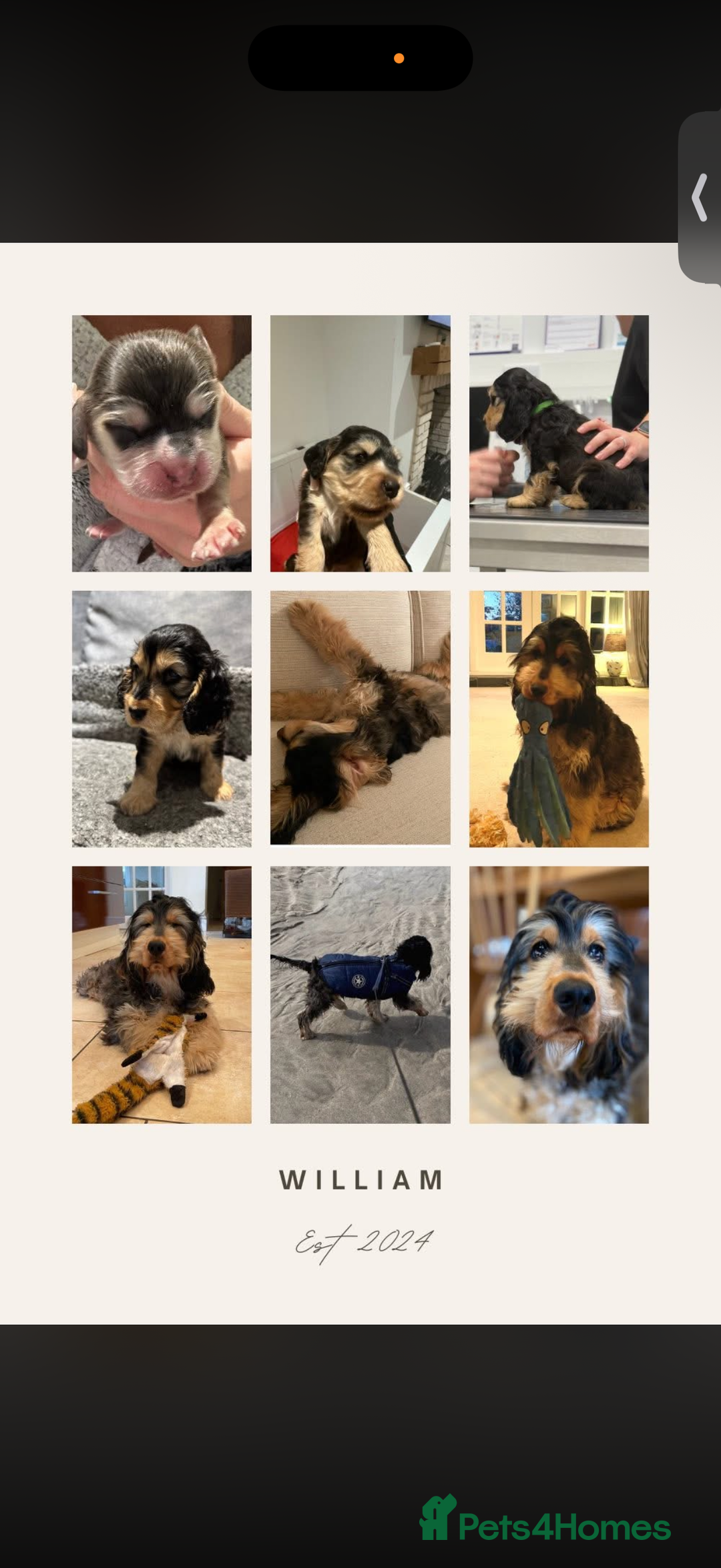 Cocker Spaniel dogs for sale: Showtype Cocker spaniel pups KC registered  - Advert 17