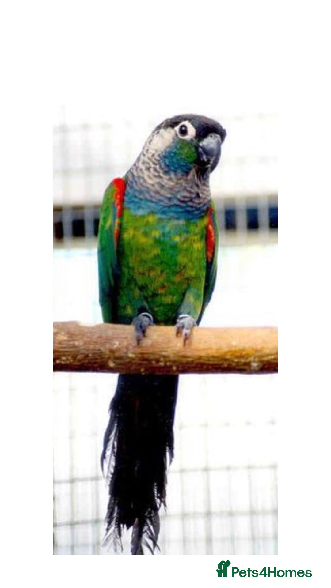 Conures birds Pearly Conure - Advert 14