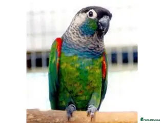 Conures birds Pearly Conure - Advert 14