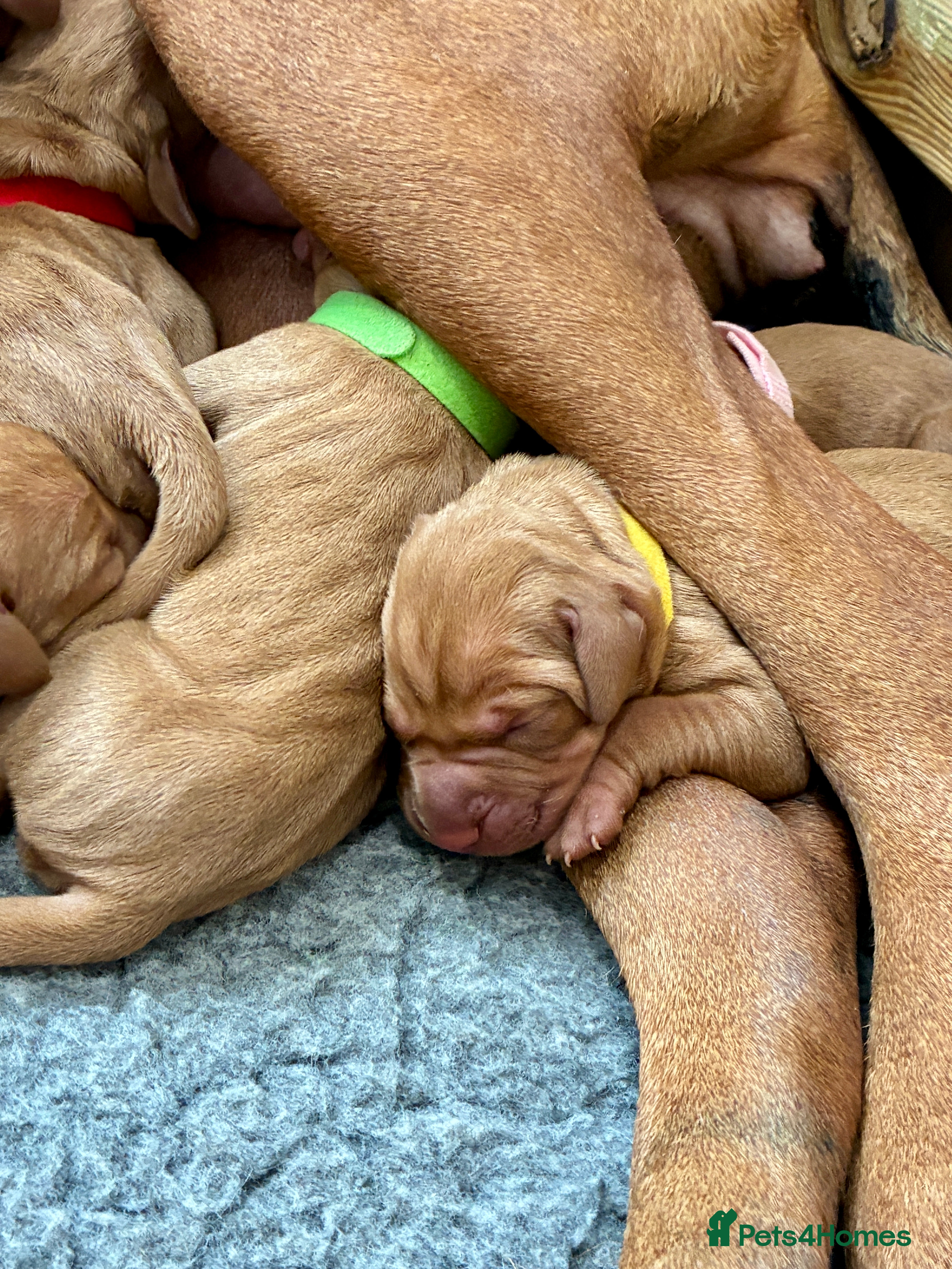 Hungarian Vizsla dogs Exceptionally Well Bred Hungarian Vizsla Litter - Advert 2