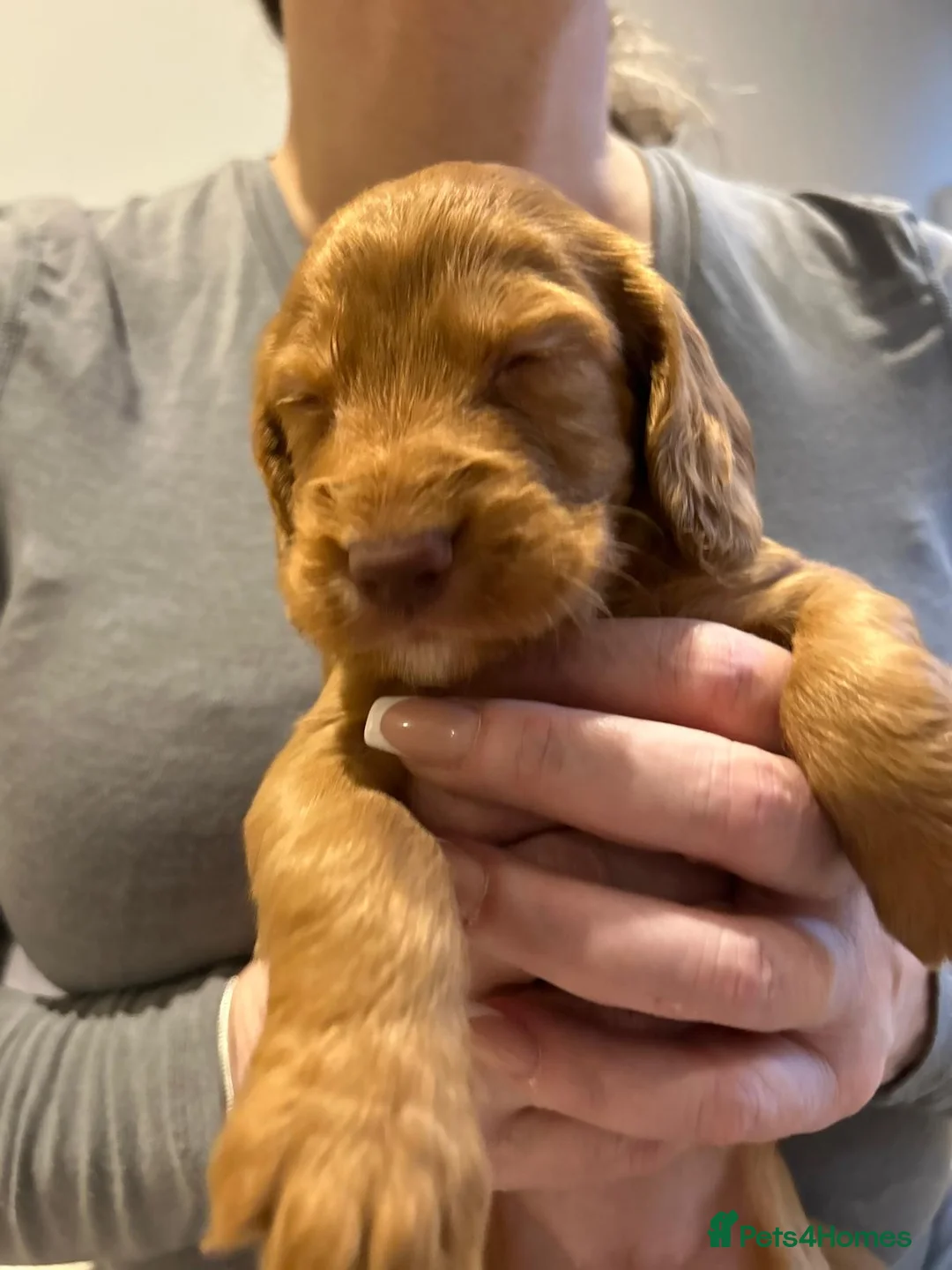 Cocker Spaniel dogs for sale: Working cocker spaniel puppies  - Advert 32