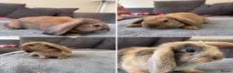 Mini Lop rabbits for sale: Mini lops for sale in Barnard Castle - Advert 1