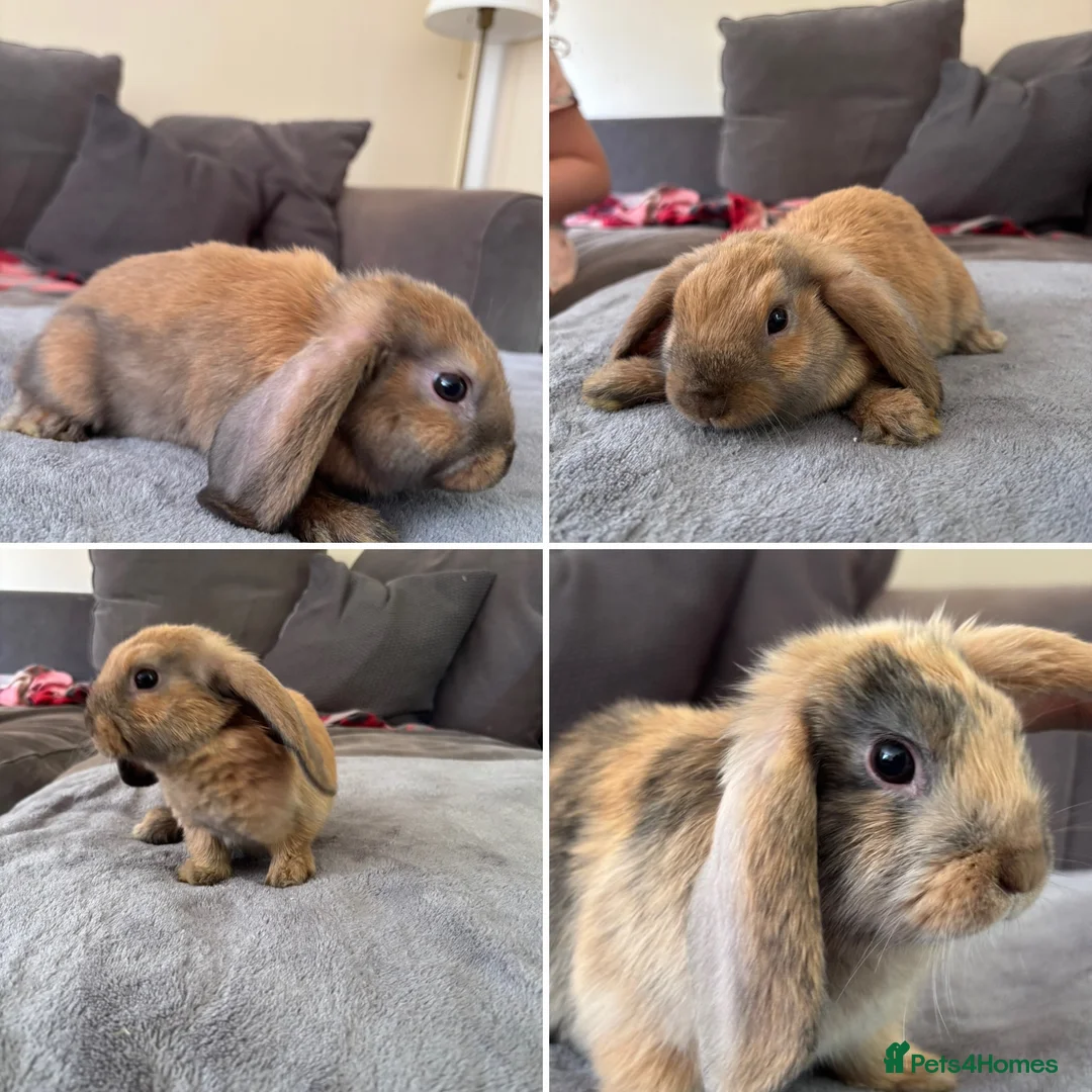 Mini Lop rabbits for sale: Mini lops for sale in Barnard Castle - Advert 1