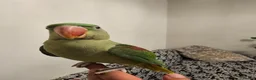 Parakeets birds for sale: Alexandrine parakeet in Derby - Advert 4