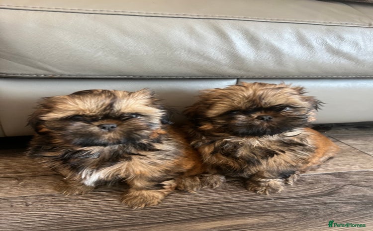 Shih Tzu dogs - Advert 2