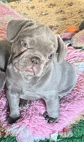 French Bulldog dogs 1 gorgeous lilac girl left, ready now, 9 weeks. - Advert 3