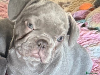 French Bulldog dogs BLUE BOY 💙 LILAC GIRL 🩷 10 weeks - Advert 6