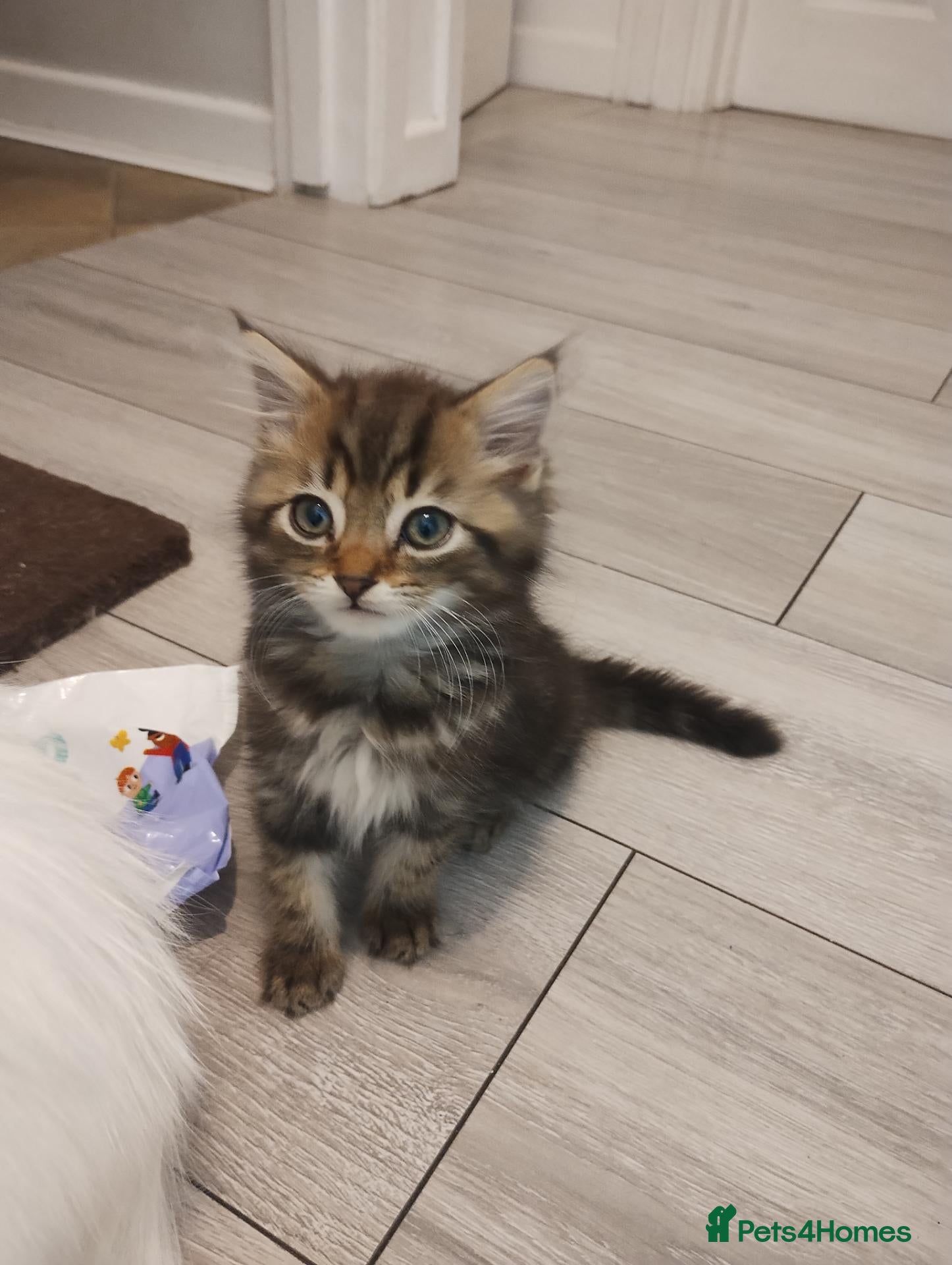Mixed Breed cats for sale: Beautiful kittens - Advert 18