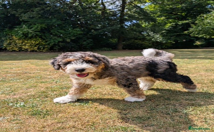 Bernedoodle dogs - Advert 4